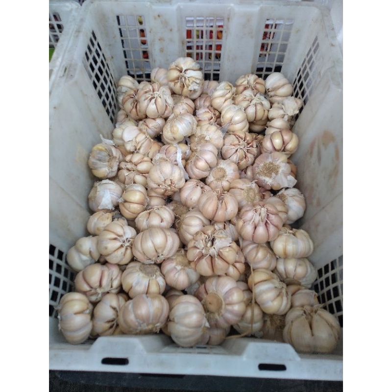 

Bawang Putih 500gr