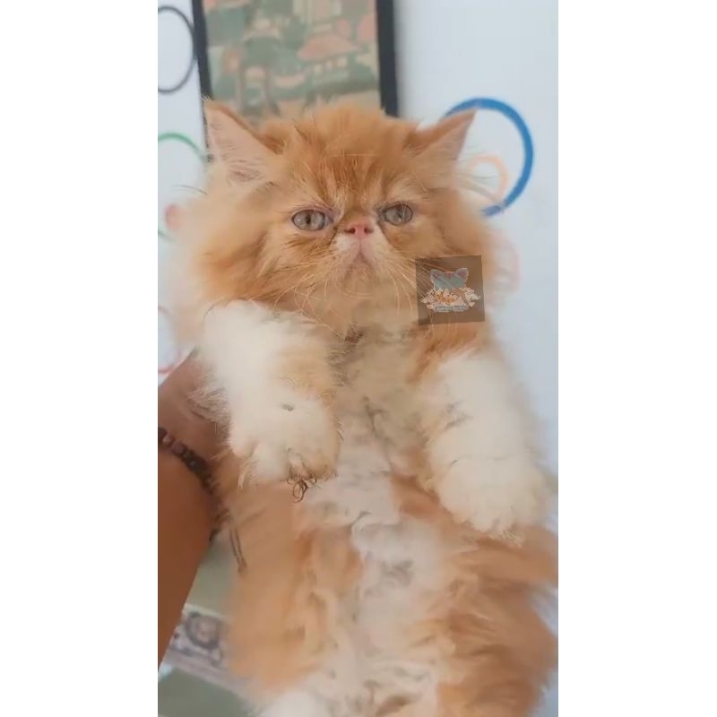 Kucing Kitten Exotic Persia Peaknose Pesek Long Hair FREE ONGKIR
