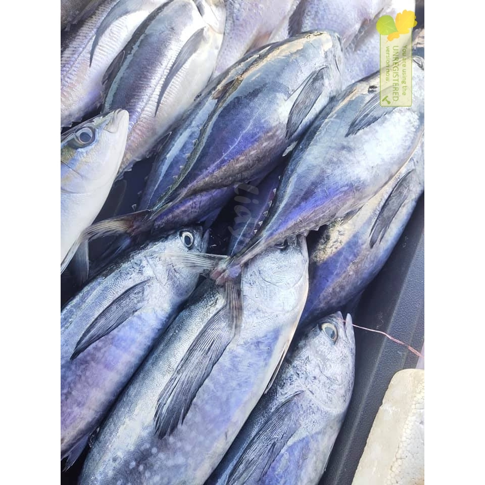 

Ikan Tongkol Baby Tuna Ikan Tuna Baby Utuh Segar 1Kg