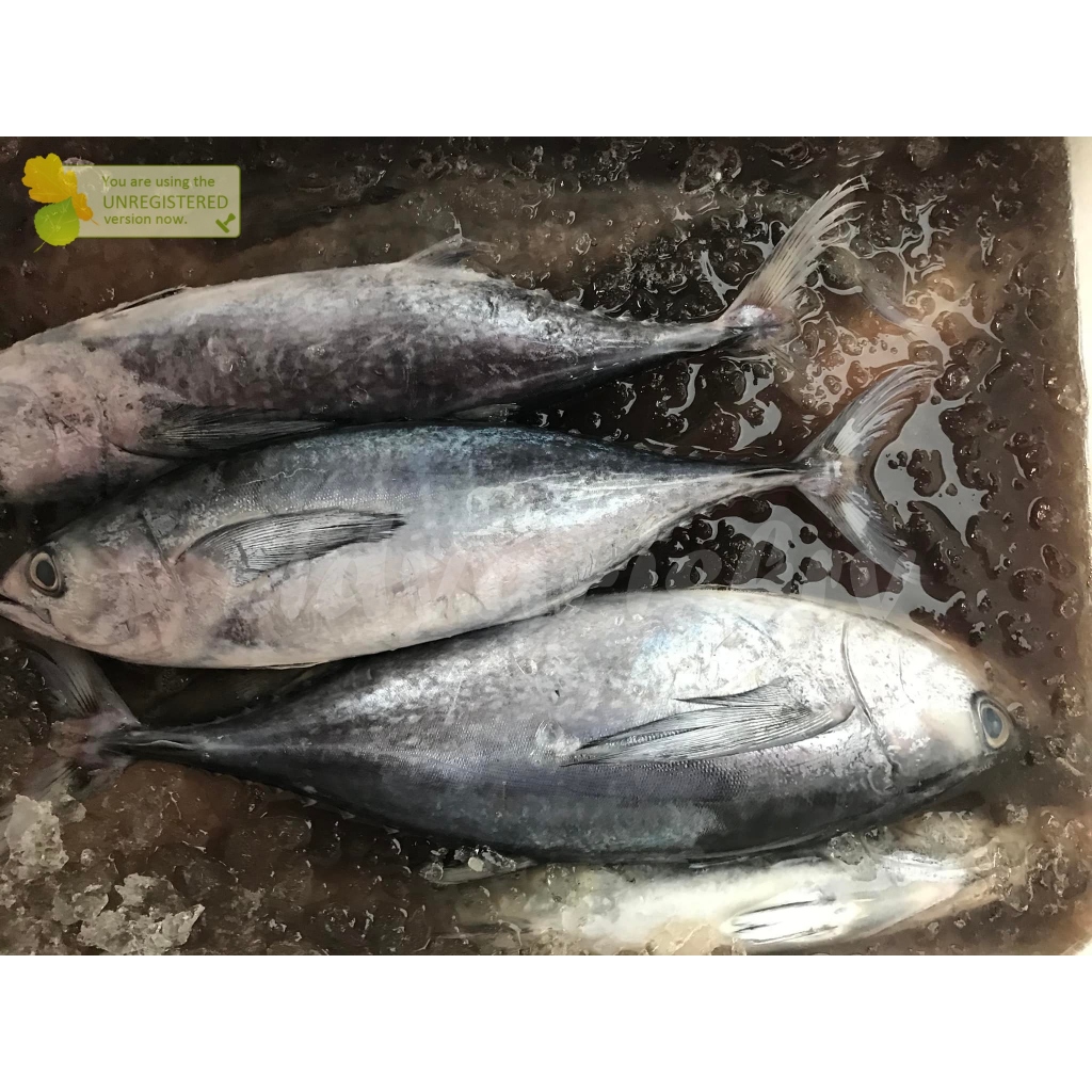 

Ikan Tongkol Segar Fresh Tongkol Abu Abu 1Kg