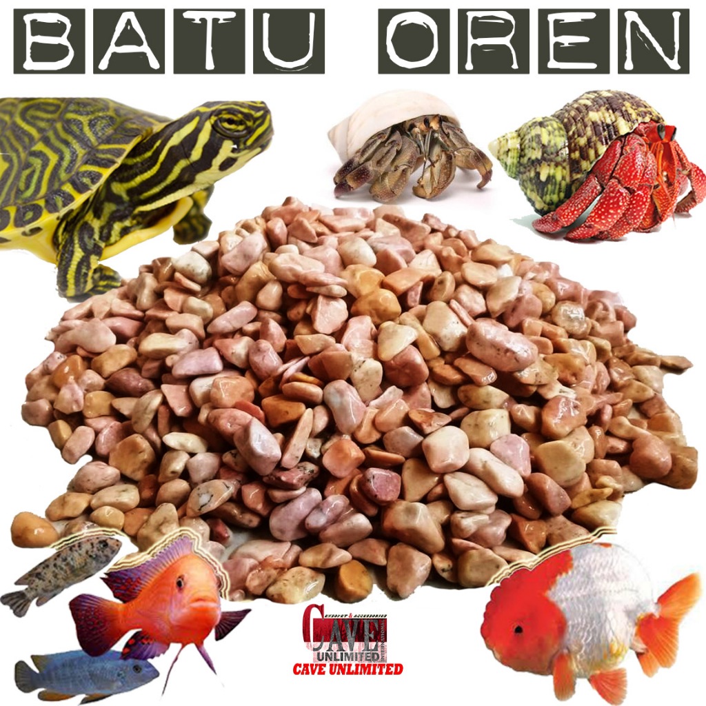 BATU ALAM OREN ALAS KANDANG TERRARIUM KURA AIR TURTLE RES  CST  BRAZIL DAMER KURA AMBON REPTILE AKSE