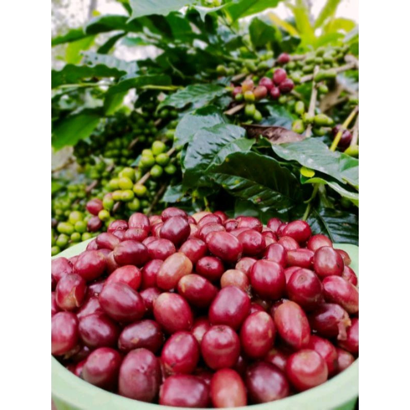 100 Biji seed Bibit Kopi Arabika Ateng Super