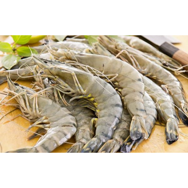 

Udang vaname utuh segar beku frozen kualitas export @1kg