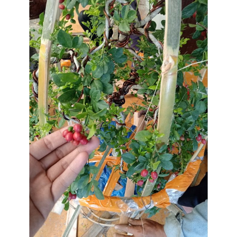 Promo Bonsai Kemuning Jepang