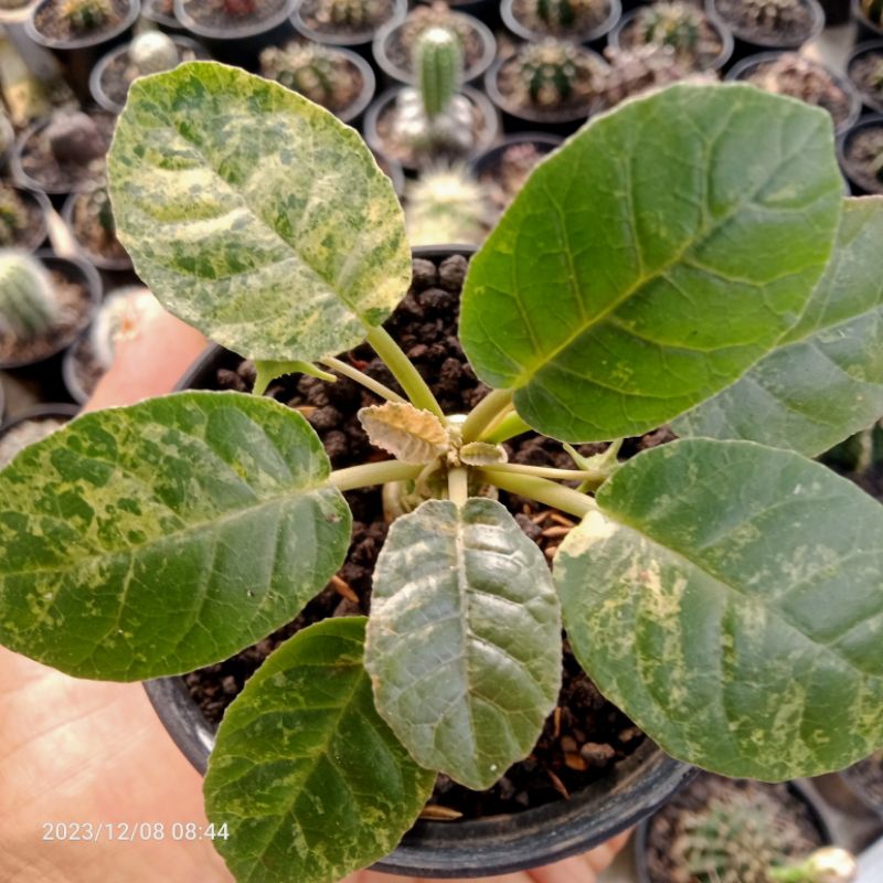 dorstenia foetida variegata