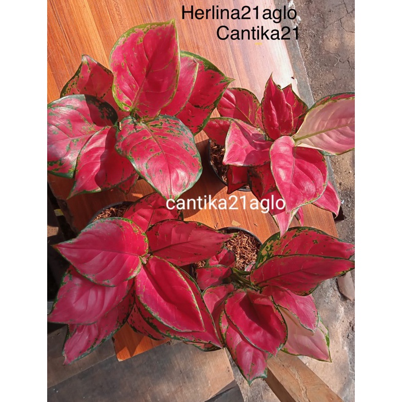 Paling Popular.. Aglonema Link Alternatif 15-55 48