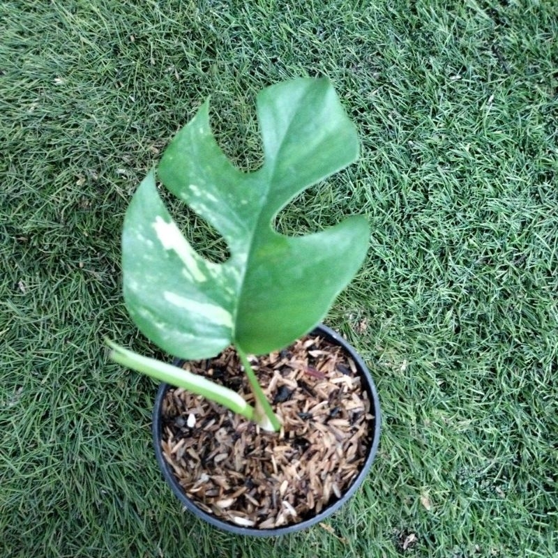 rhapidopora tetrasperma varigata