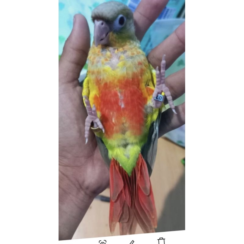 baby Pineapple conure