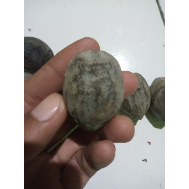 

kemiri pedang kualitas ori