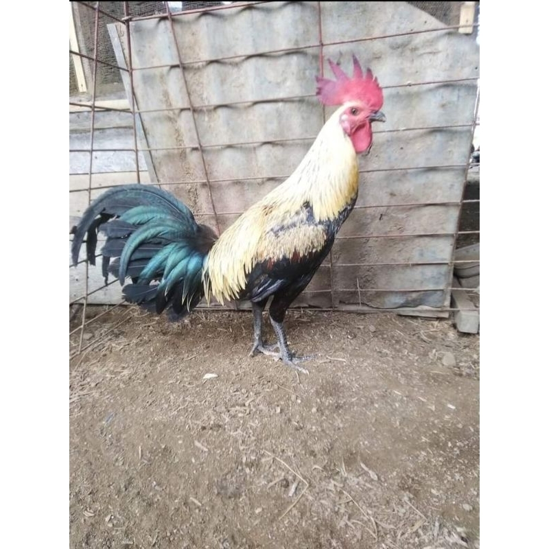 

telur ayam ak 37 paket 4 butir