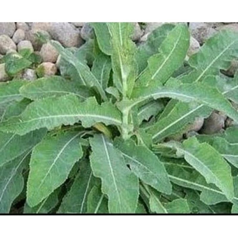 

50 gram - Daun Tempuyung Segar