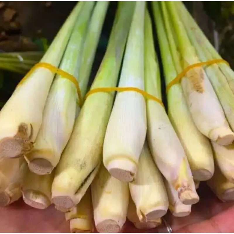 

Sereh sayur | Serai Sayur | Sereh Segar 500grm