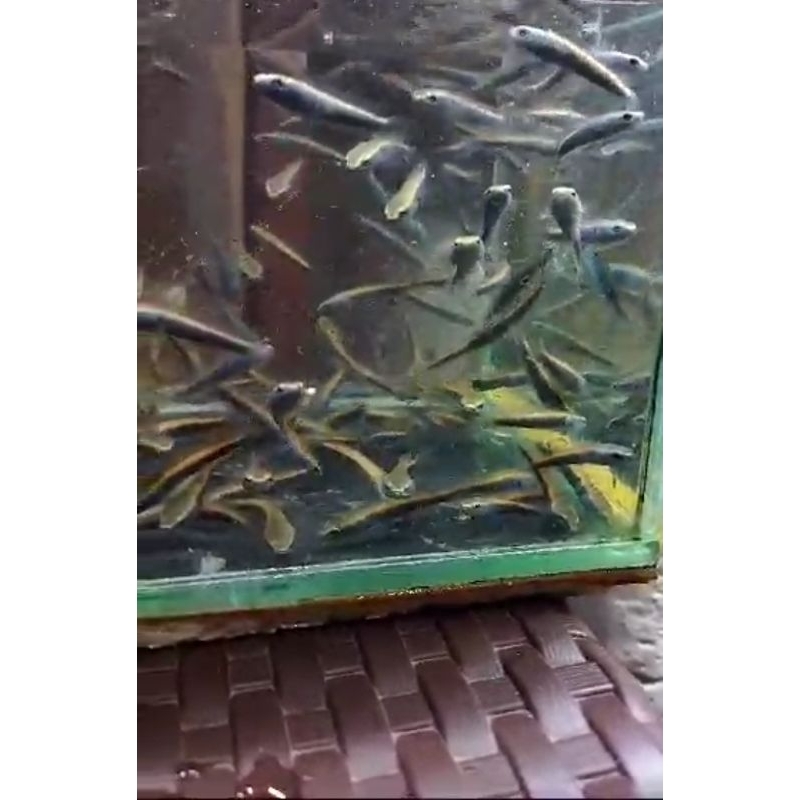 ikan chana ys maru ukuran 3-4cm