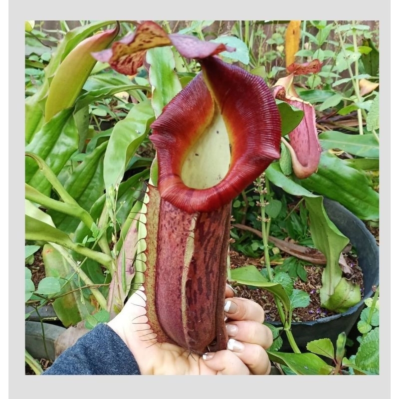

Boschiana x veitchii