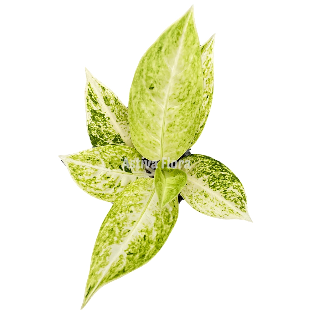 Aglonema Big Roy Putih Aglonema White Big Roy