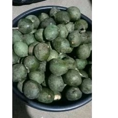 muncang adu panjangan jawa jasun
