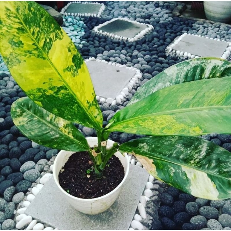 tanaman hias difenbachia big bang | difenbachia panglima