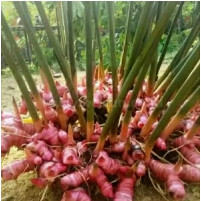 

LAJA MERAH/LENGKUAS MERAH SEGAR isi1kg