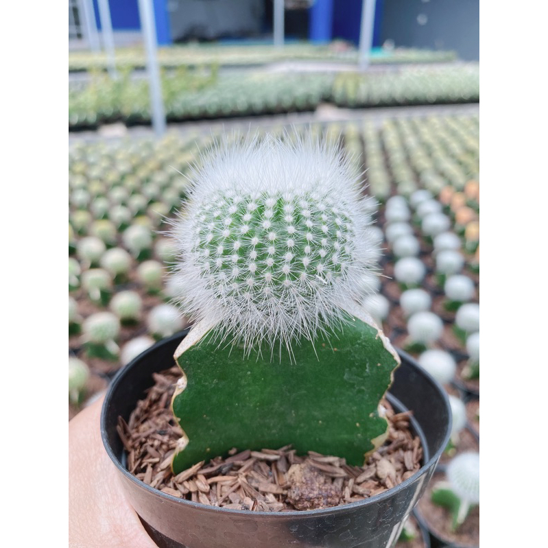 KAKTUS BULU PUTIH - TANAMAN HIAS - DEKORASI TAMAN