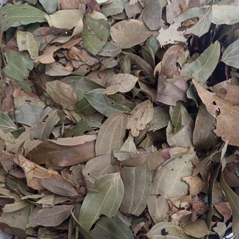 

daun kayu manis kering 500 grm