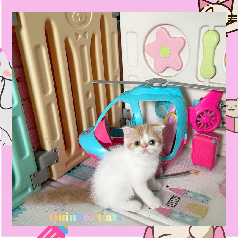 kucing Scottish Fold x Peaknose jantan res van / oren