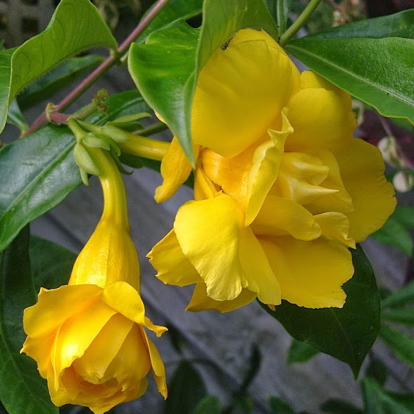 Tanaman Hias Alamanda Williamsi