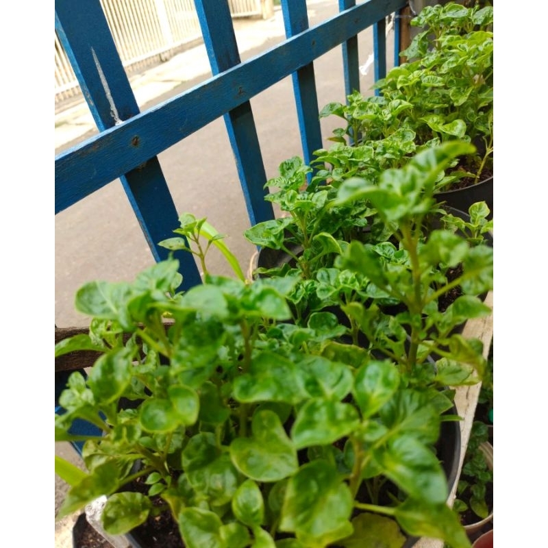 POHON BAYAM BRAZIL ORGANIK