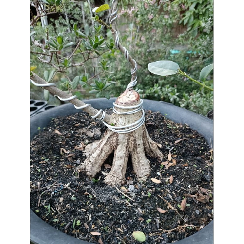 bonsai waru bogel prokar