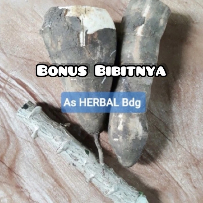 

Singkong racun sapi kuru 1 kg GRATIS 1 batang bibitnya-az