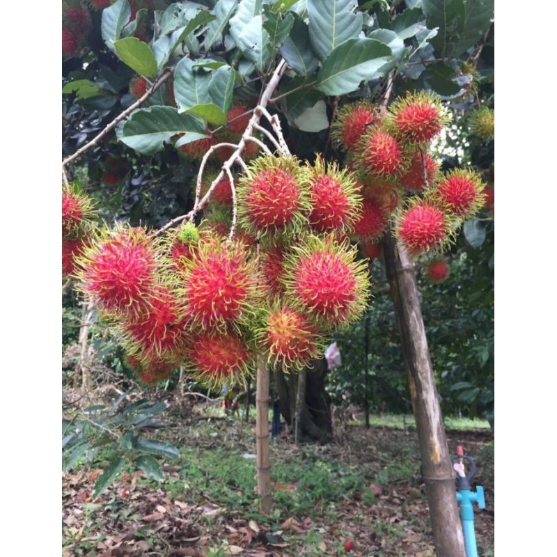 BIBIT RAMBUTAN CANGKOK SIAP BUAH+PUPUK
