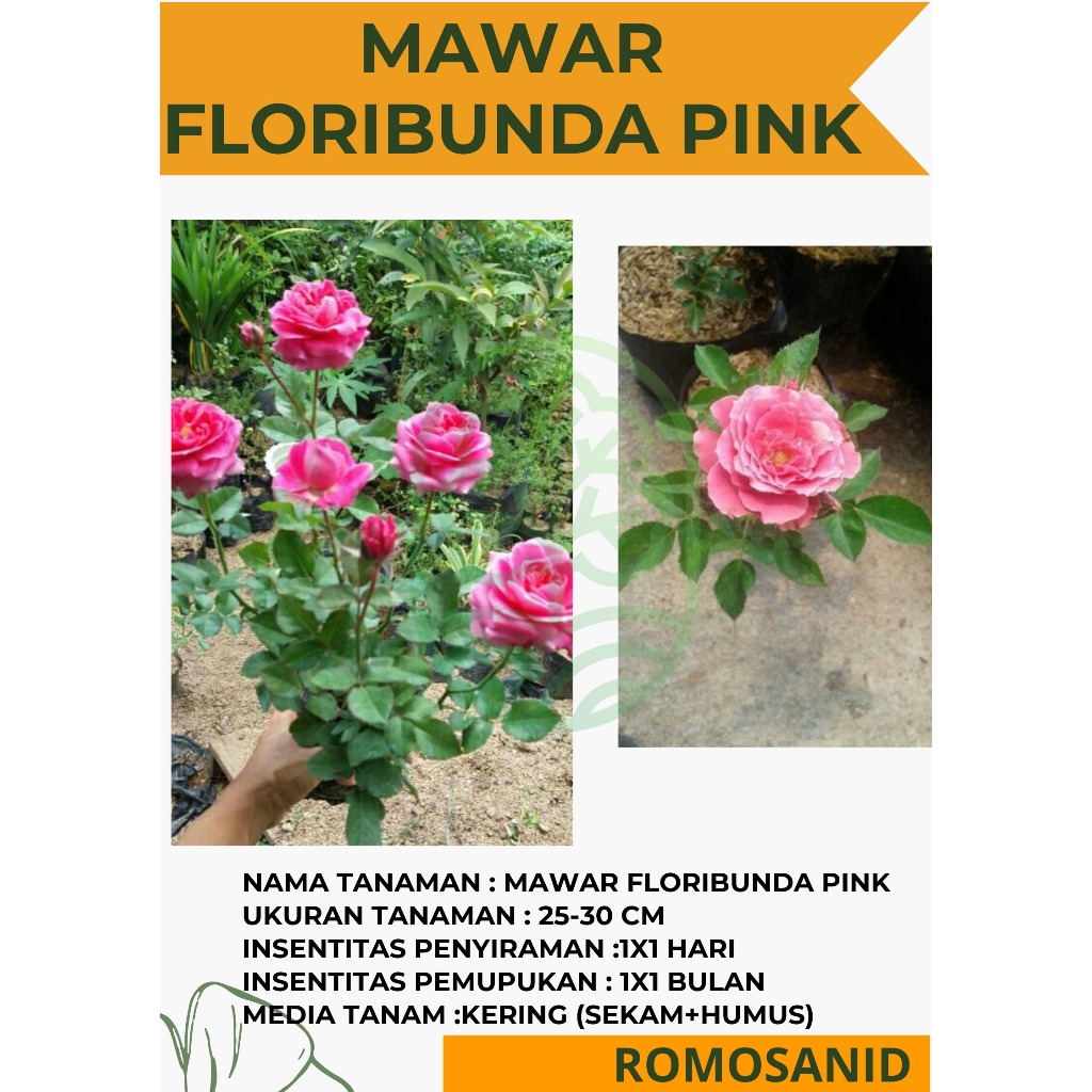 Tanaman Bunga Mawar Floribunda Pink Berbunga Bibitbunga - Romosan.id - bibitbunga - ROMOSAN.ID