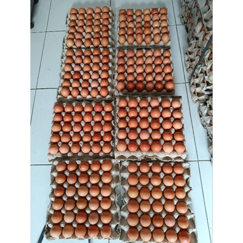 

Fresh 1Ikat (Isi 15 Kg)
