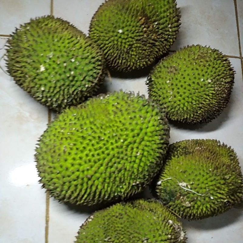 

Bahan Kluwih Kluweh Kulur Kelur Kulor untuk Selamatan bayi