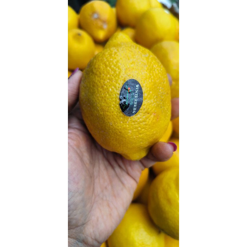 

LEMON IMPORT FRESH 1KG