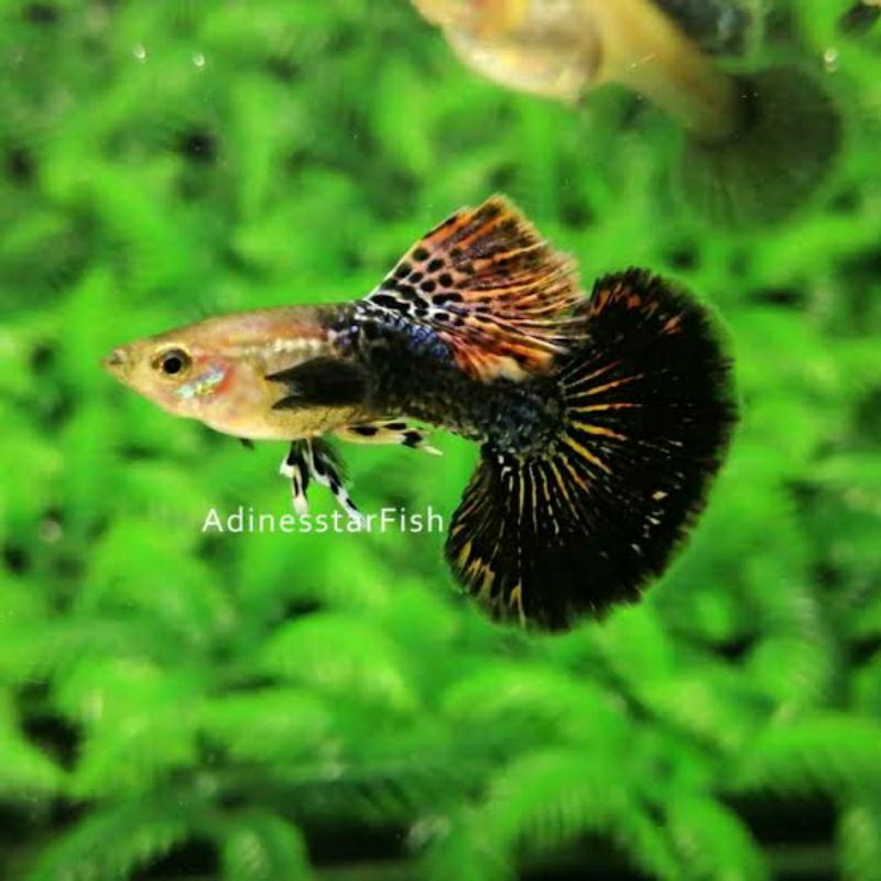 Guppy Dragon sepasang