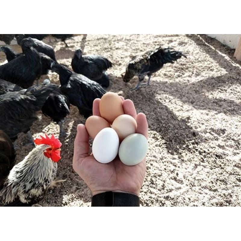

Telur ayam cemani lidah hitam