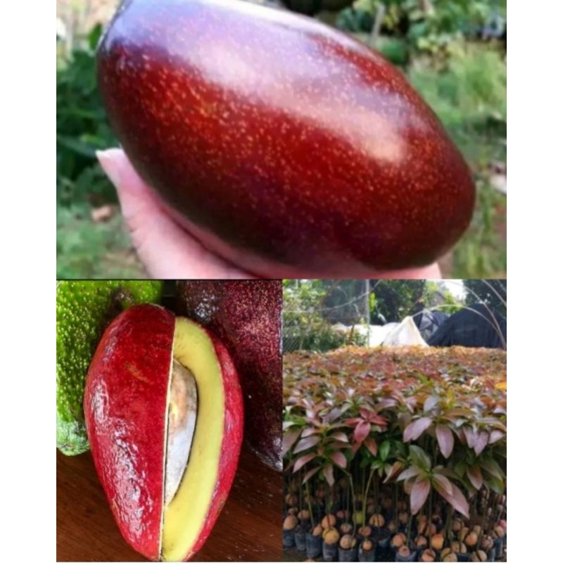 PROMO BIBIT ALPUKAT RED VIETNAM SUPER