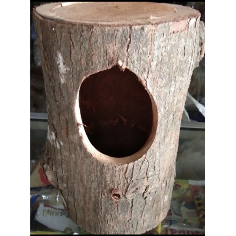 Glodok  pohon kayu murai batu