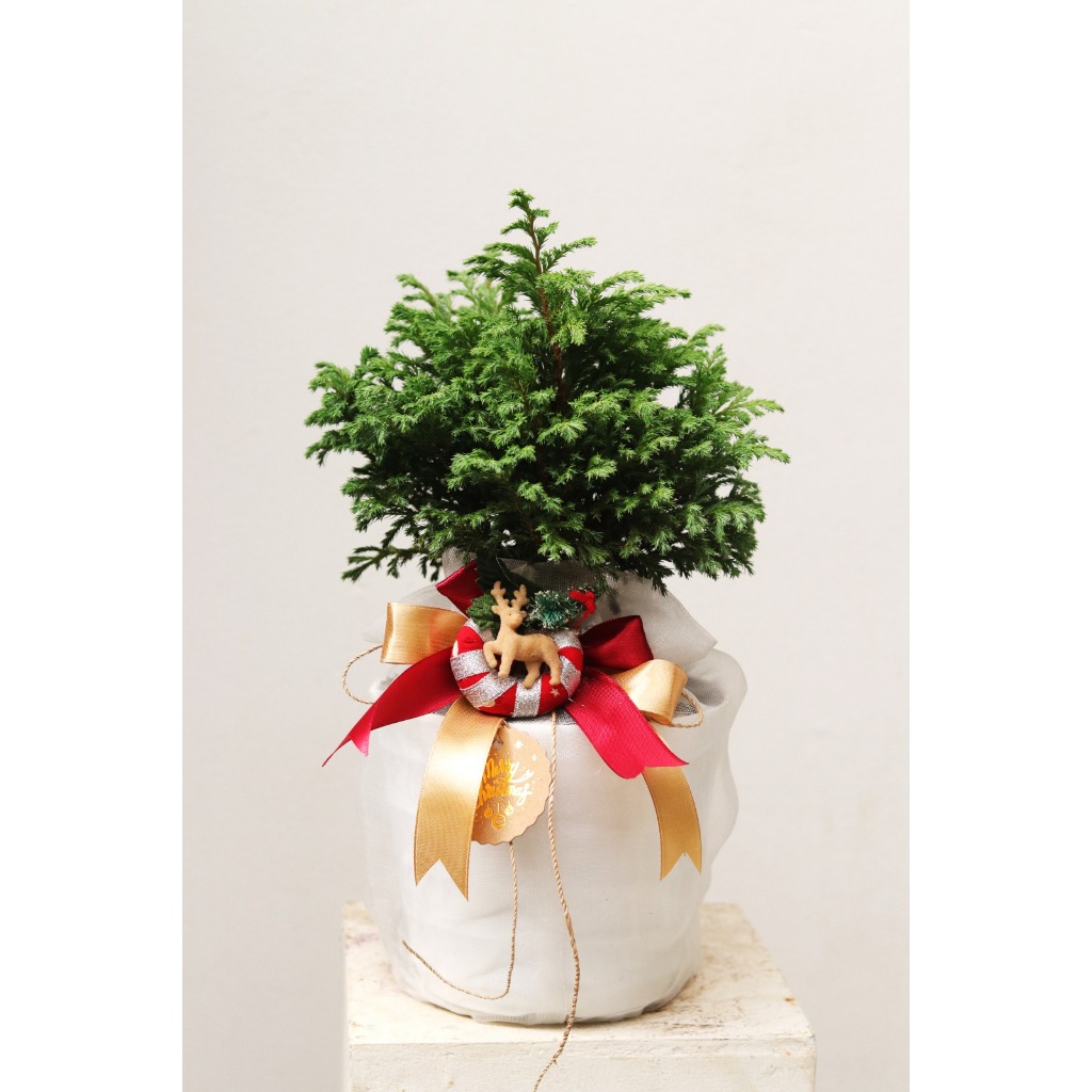 

Hampers Natal Unik Ngeboon : the Holy Pots! Cemara Biru