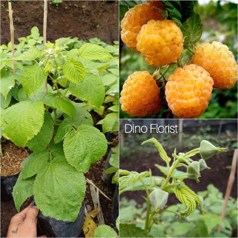 Bibit Tanaman Buah Raspberry Polka Kuning / Raspberry Import / Golden Raspberry