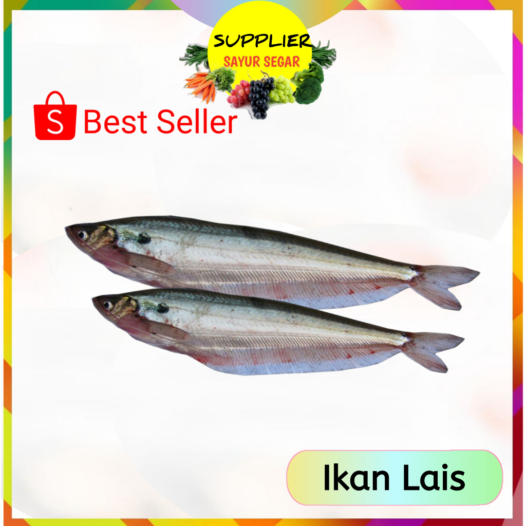 

Ikan Lais Laes - Segar Online Palembang