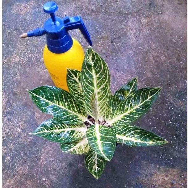 aglonema POS White/Aglaonema pride of Sumatra white daun 1+ sampai 2 masih nempel bonggol