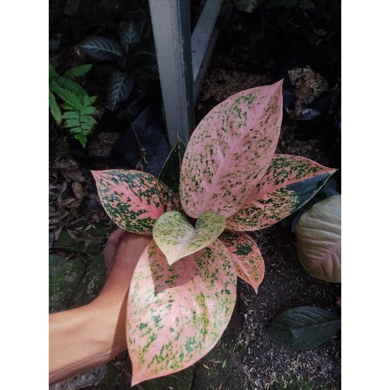 paket 3 Aglonema tanian lokal mutiara alba dan stardast orens, dan kocin sutra