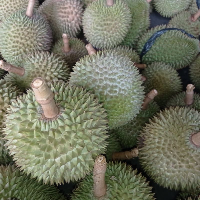

durian Sena batu
