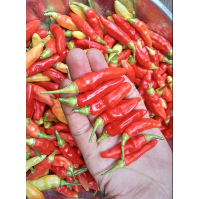 Cabe rawit merah segar 100gr & 250gr