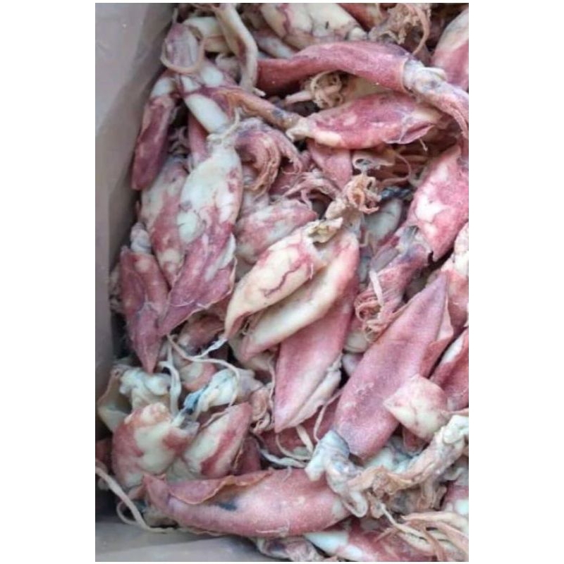 

ikan cumi segar super 1kg