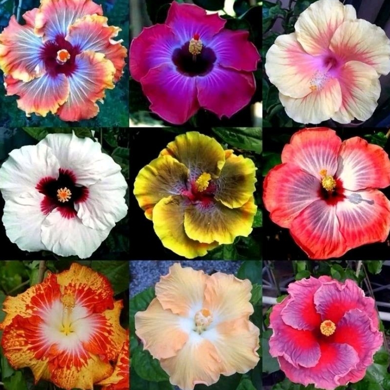 PAKETAN 9 Bunga sepatu Hibiscus - Tanaman hias bunga sepatu - taman hias kembang sepatu - macam Jeni