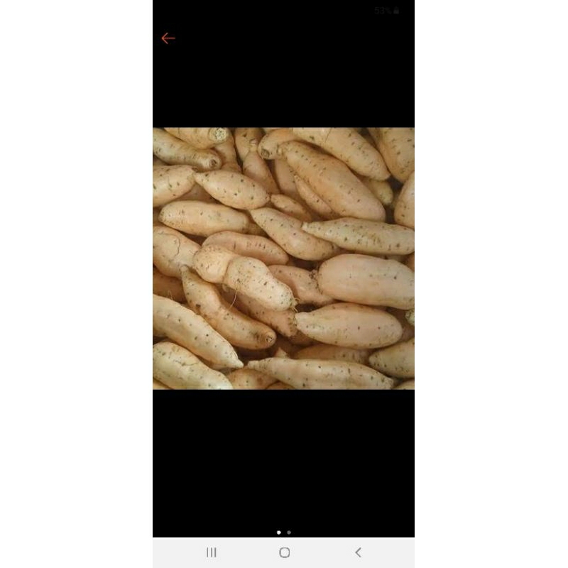 

ubi cilembu mentah 1kg