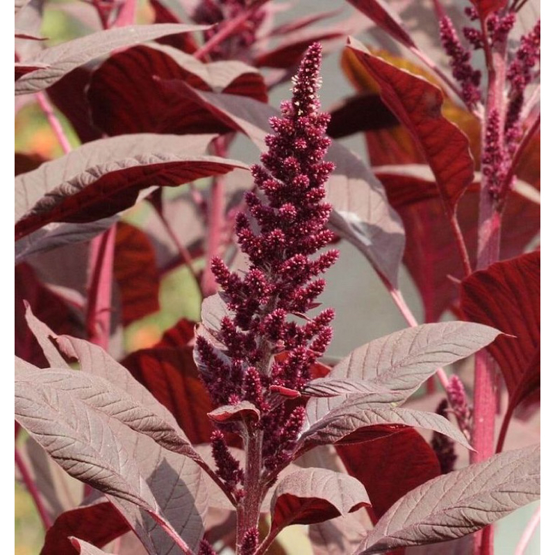 1000 Benih Bayam Merah Sayur Benih Bayam Merah Unggul Berkualitas Bibit Bayam Merah Unggul