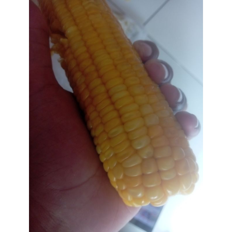 

jagung manis